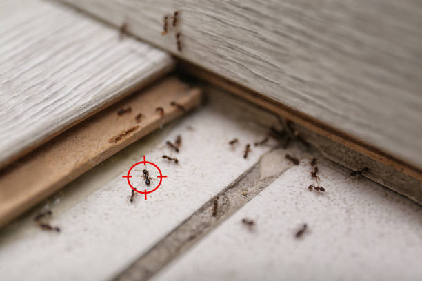 Best Ant Control Services  in Henderson, NC