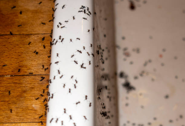 Best Affordable Pest Control Services  in Henderson, NC