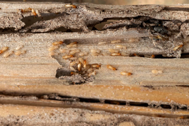 Best Exterminator Services  in Henderson, NC